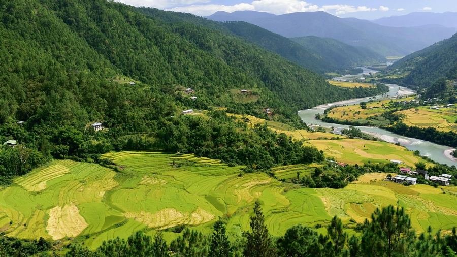 Rice fields along the Mo Chhu river, Punakha