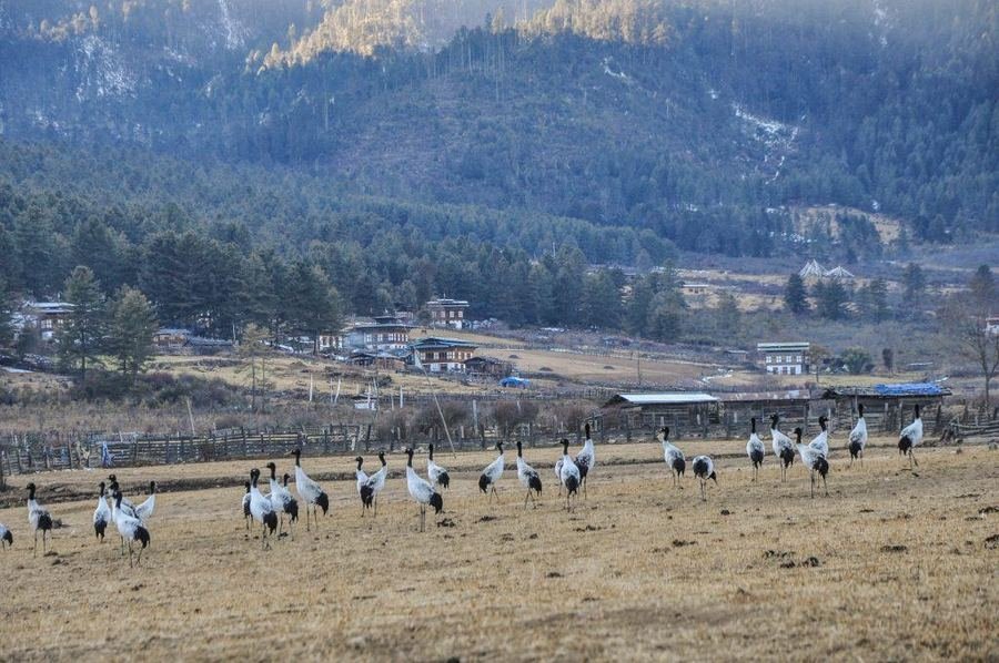 Local gathering on the valley floor, Phobjikha