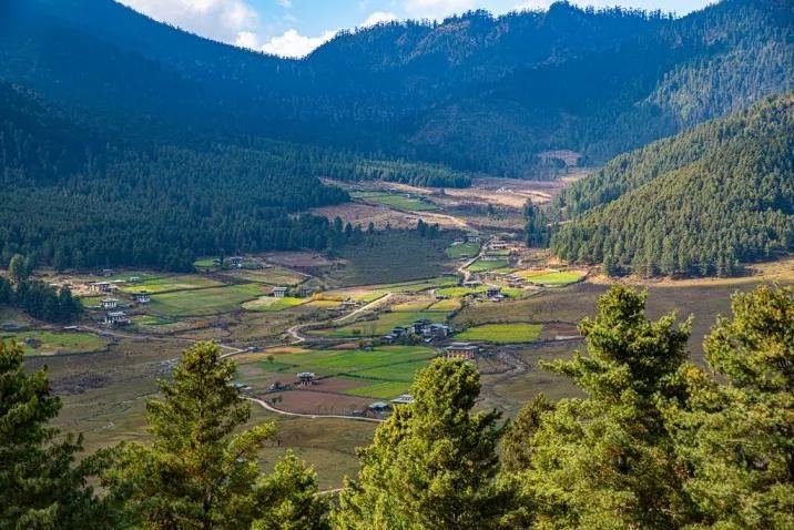 Phobjikha valley farmland framed by pines