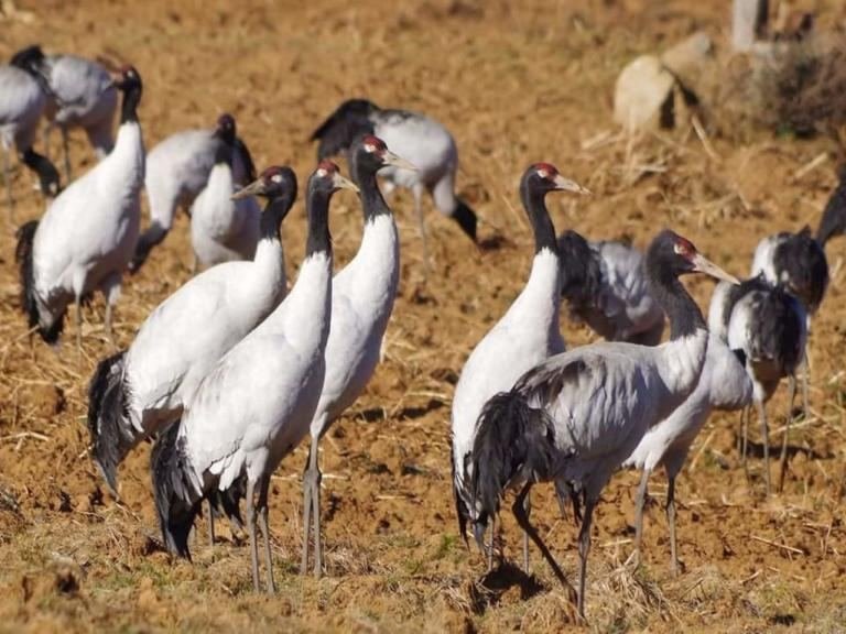 Black-necked cranes in the Phobjikha valley