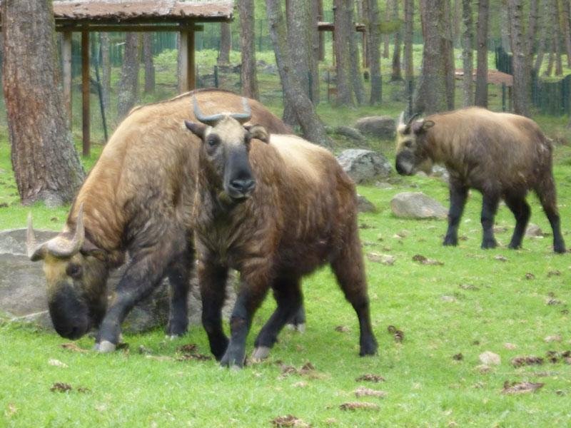 Takin, Bhutan&rsquo;s national animal, at the Motithang Takin Preserve