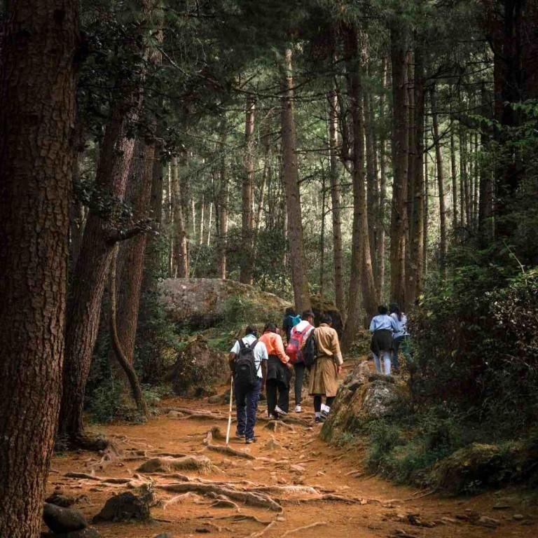 Trekkers climbing through blue pine forest