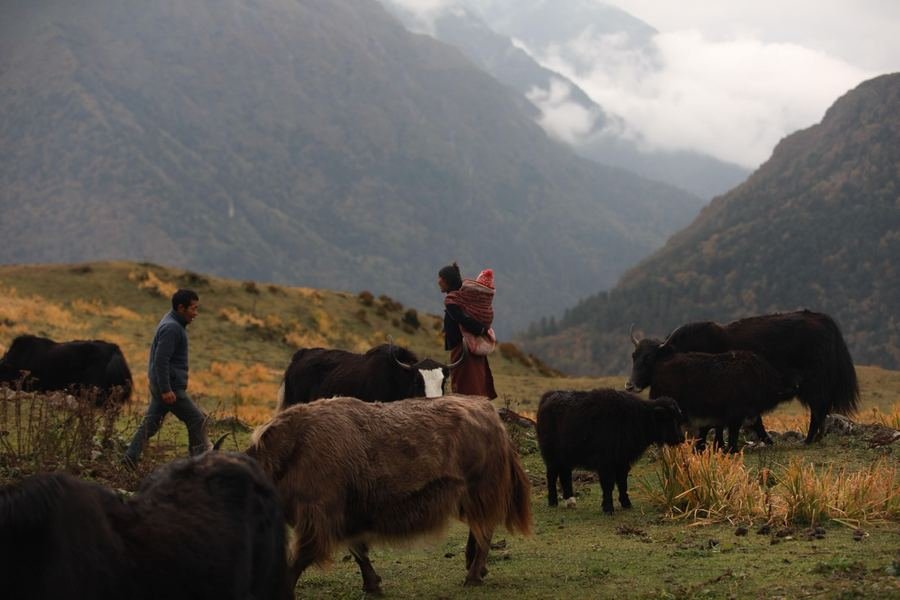 Yak herders with their animals on the high pasture