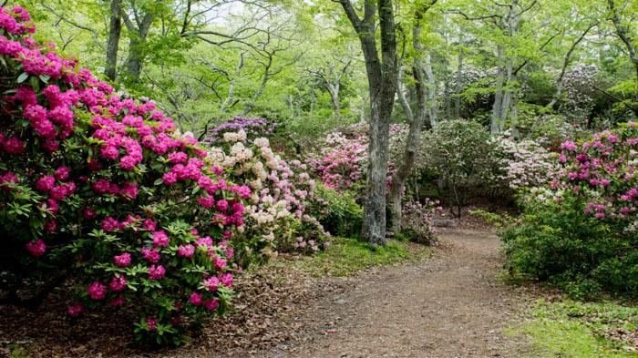 Rhododendrons in bloom along the forest trail