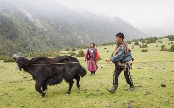 Yak herders crossing a misty high meadow