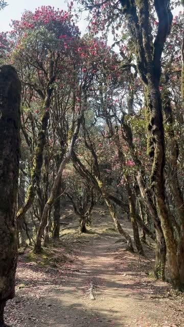 Forest path winding through moss-covered trees