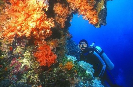 Diver beside vivid orange soft coral on a Coron reef wall