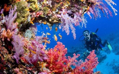 Diver among pink and red soft corals with reef fish