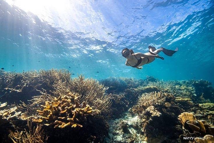 Freediver gliding over a shallow coral garden in clear water
