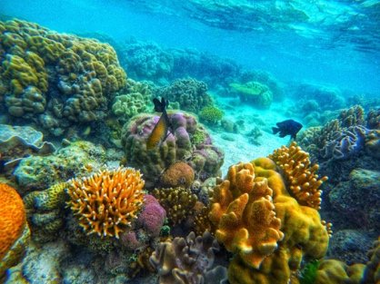 Dense hard and soft coral formations with tropical fish