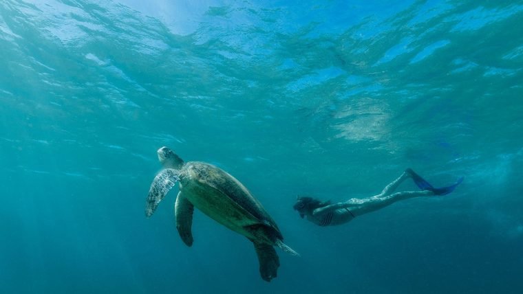 Freediver swimming alongside a green sea turtle in clear shallow water