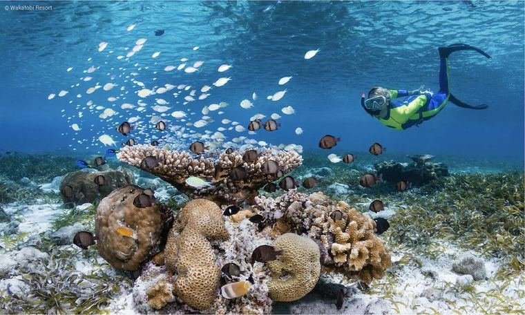 Snorkeller above a coral bommie surrounded by a shoal of small silver fish