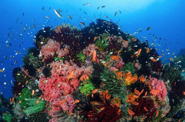 Dense pink and orange soft corals with clouds of reef fish on the house reef