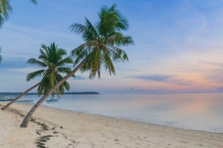 Leaning palm over a quiet beach and calm shallows at dawn