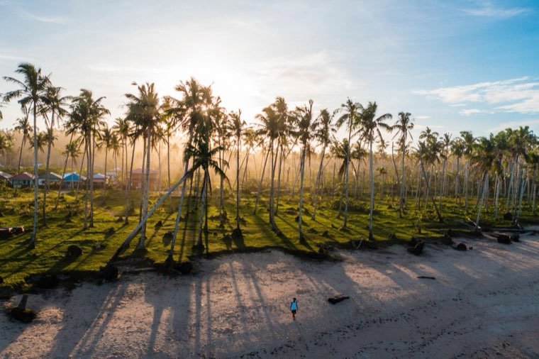 Long shadows across a coconut plantation on Siargao at sunrise