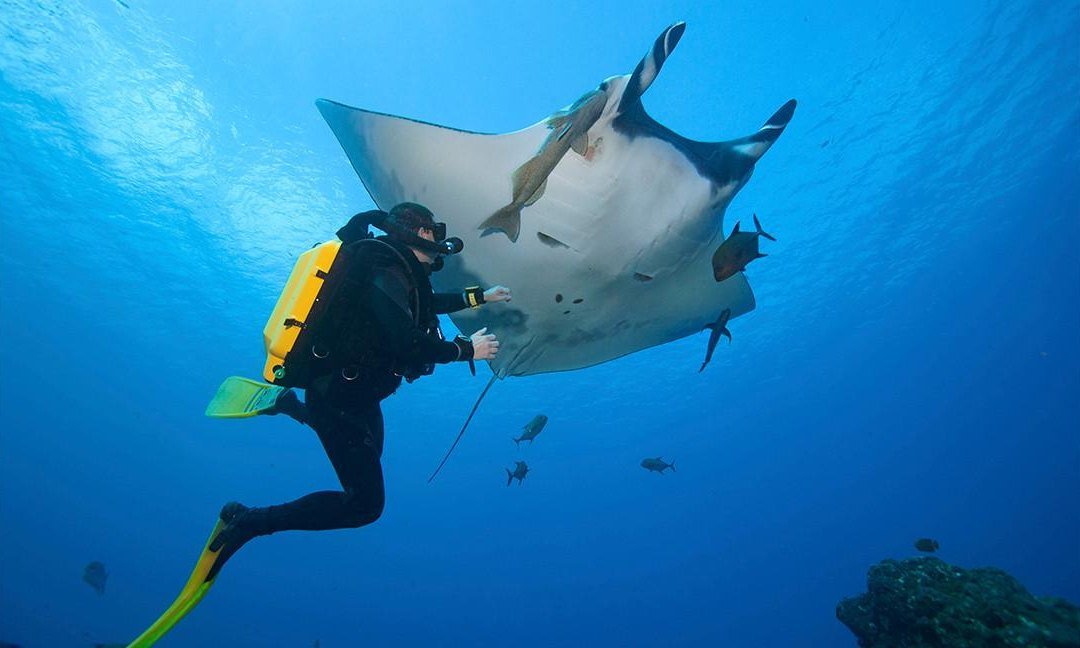 Diver with a manta ray, Baa Atoll, Maldives