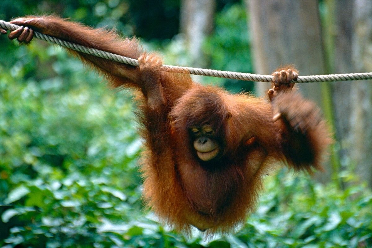 Bornean orangutan